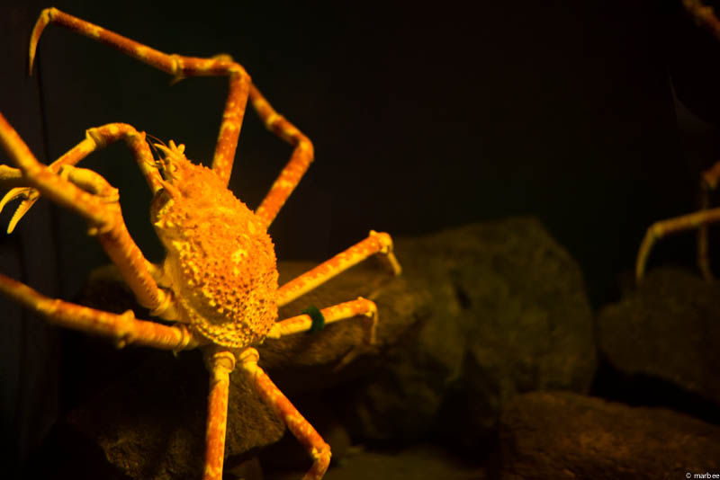 江ノ島水族館 蟹