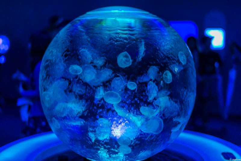 クラゲ ドーム水槽