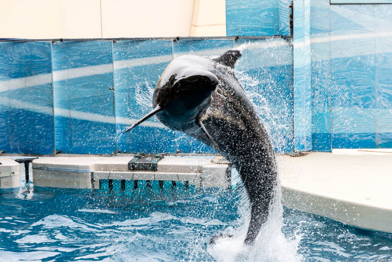 江ノ島水族館 イルカショー