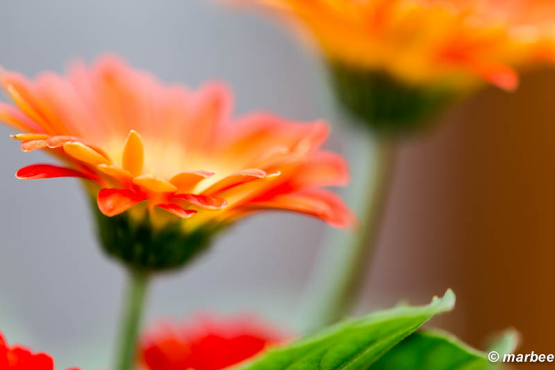 オレンジ色の花