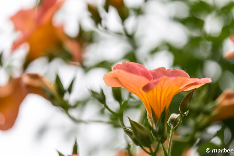 ノウゼンカズラ