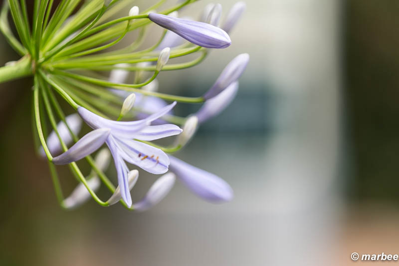 アガパンサス 青