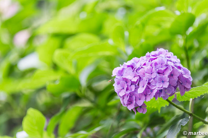 紫陽花 紫