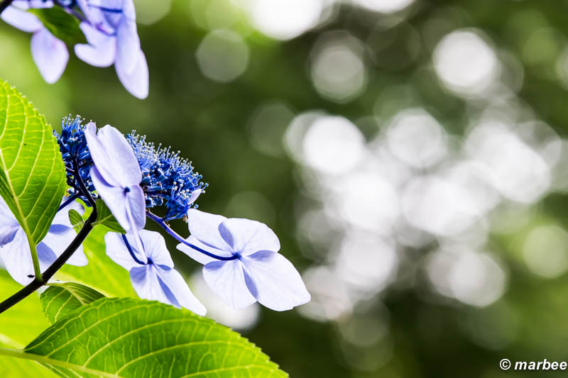 額紫陽花 青