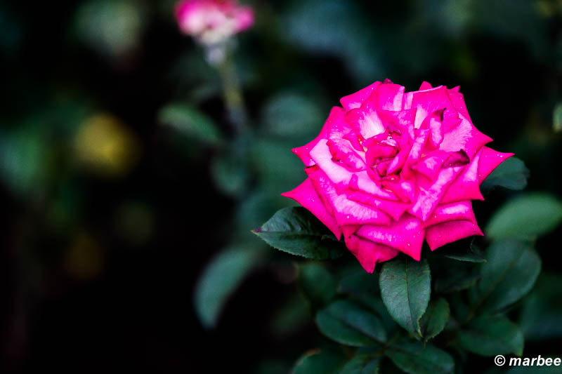 薔薇 グランデ アモーレ