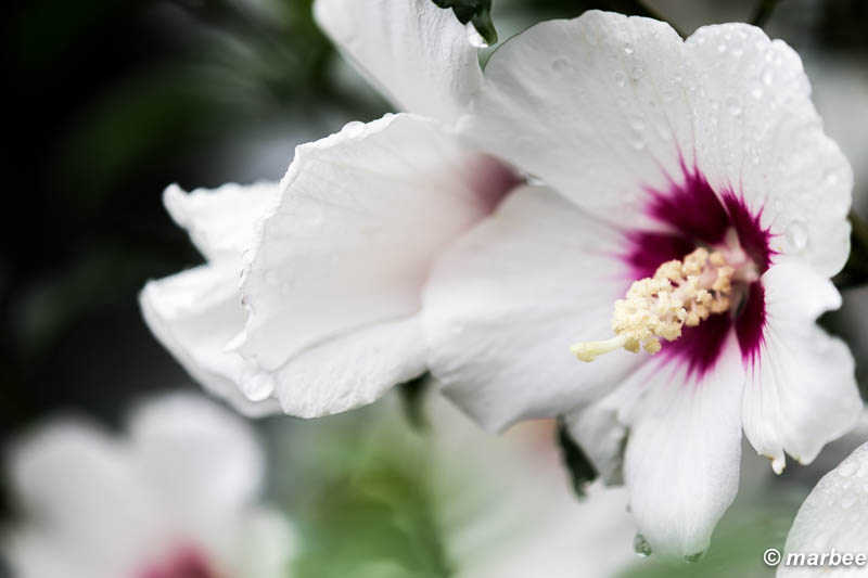 ムクゲ 朝露に濡れた白い花