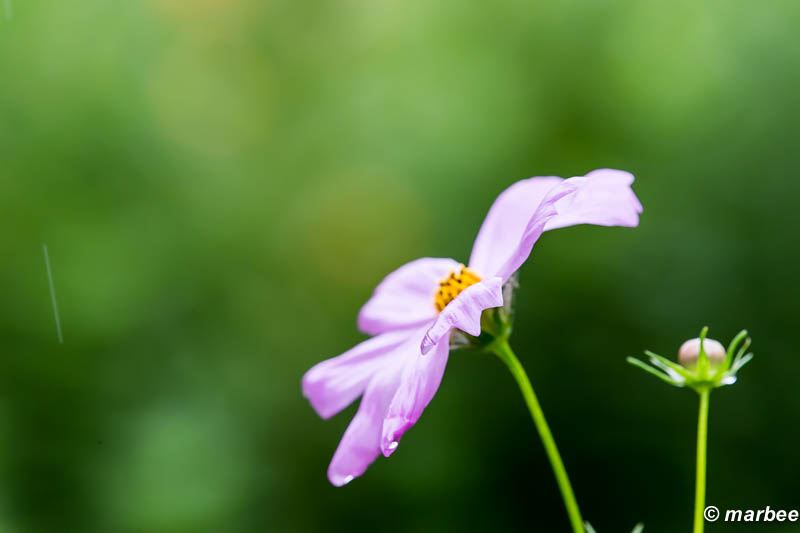 コスモス 雨が写り込んでいるのがポイント
