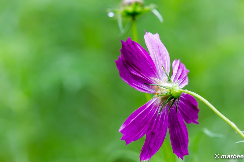 コスモス 紫色も咲いているよ