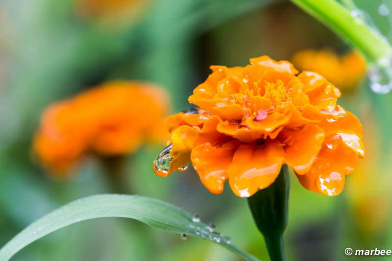 朝露 オレンジ色の花がしっとり濡れています