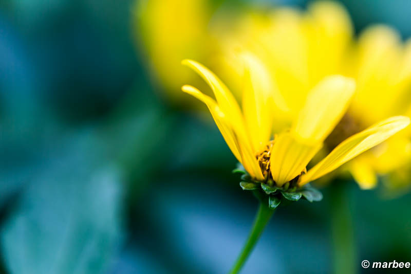 黄色い花 黄色にトロける