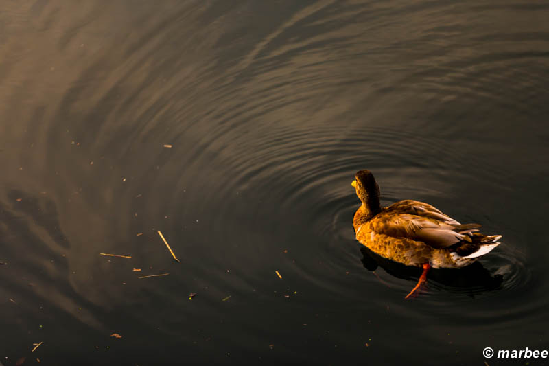 朝カモ？ 201401 鴨も一緒に朝日を見ていた