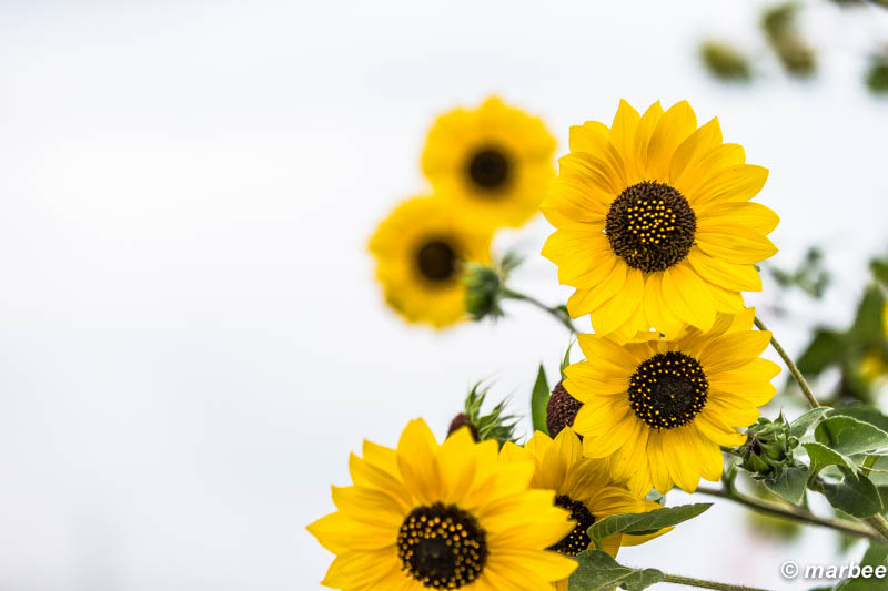 向日葵 夏の忘れ物？