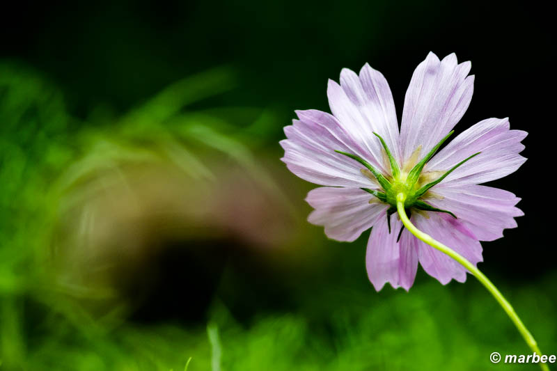 コスモス ピンク 後ろ姿もセクシーなのよん