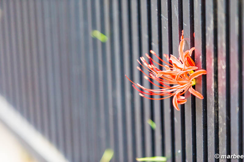 彼岸花 見てよ。この生命力ヽ(=´▽`=)ﾉ