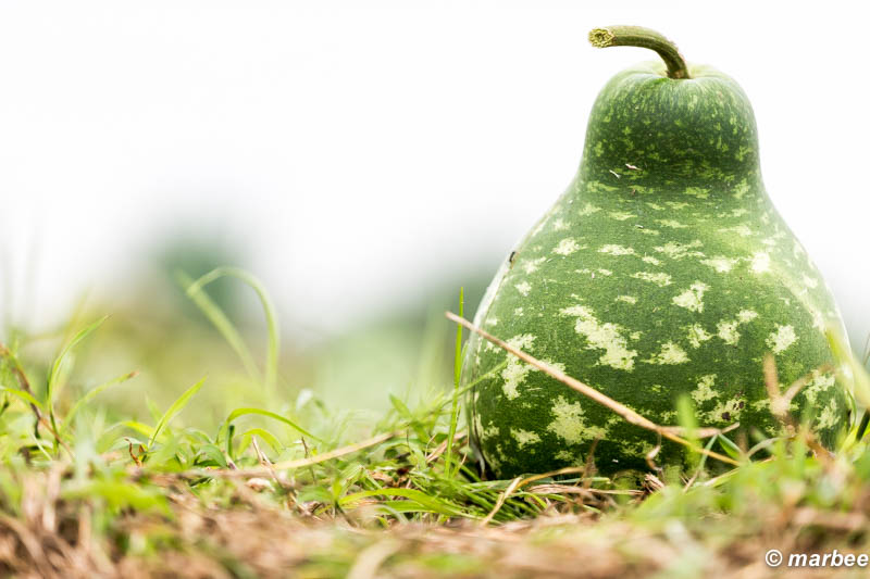 ひょうたん？スイカ？ 畑に置いてあった