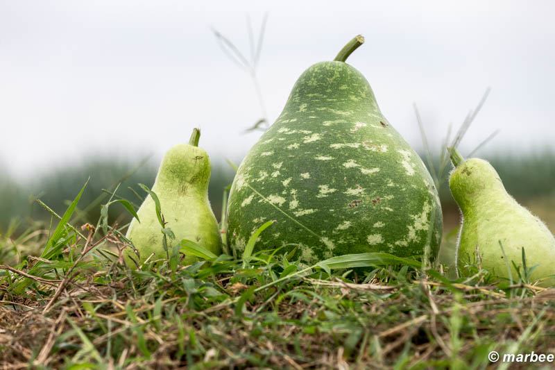 ひょうたん？スイカ？ 子供が増えた！！