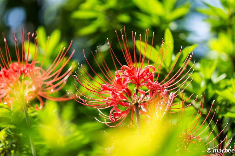 彼岸花 前ボケにこだわってみました