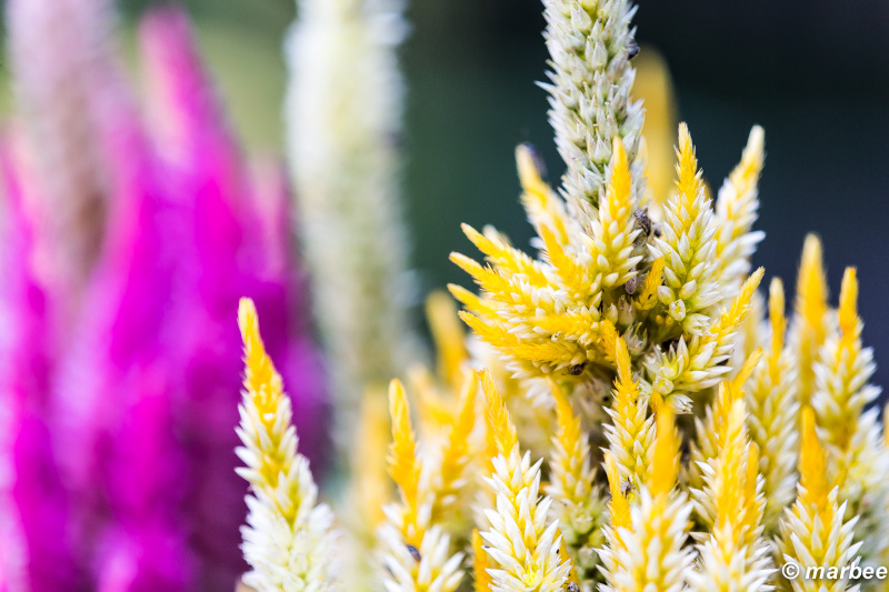 ニョキニョキ 名前?知らんがな