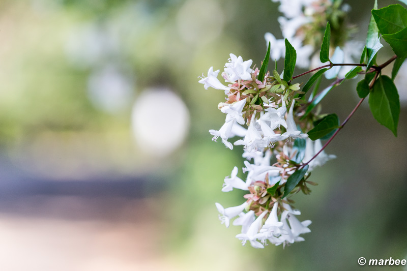 清水イボタ 白くて小さな花 群生している