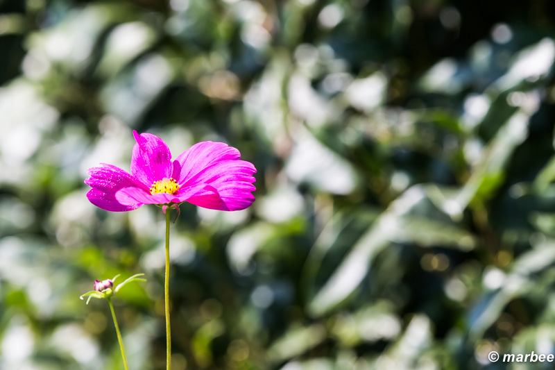 コスモス ピンク 背景のボケ味に注目して欲しいな