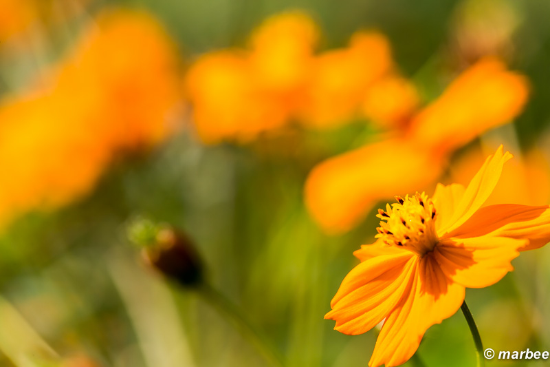 キバナコスモス 見ていると元気を貰える