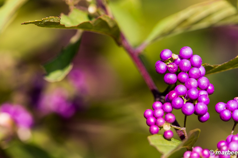 紫式部 とっても小さな紫色の実