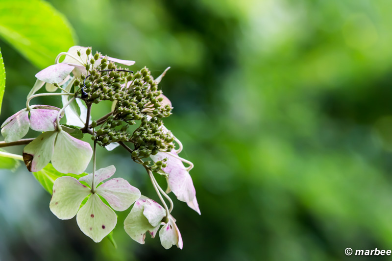 額紫陽花 まだ頑張っている奴も居る