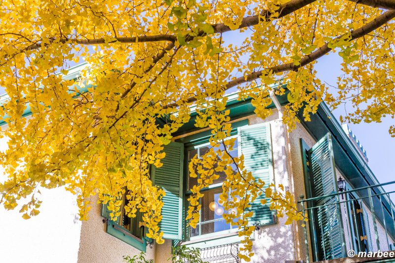 黄金色に染まった銀杏 やっと秋ですね