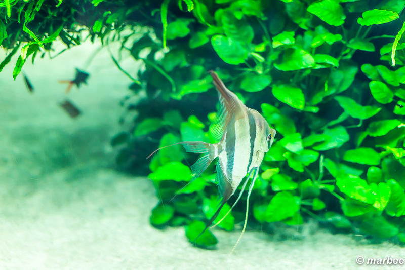 お魚さん 水槽の中は快適なのか?窮屈なのか?