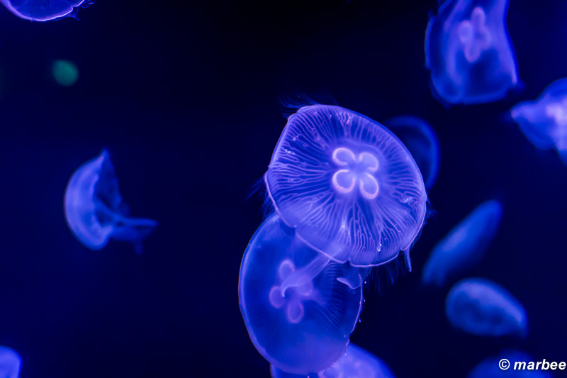 クラゲ 何も考えず漂っていたい