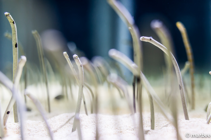 珍アナゴ こいつらは結構ウニョウニョ動く