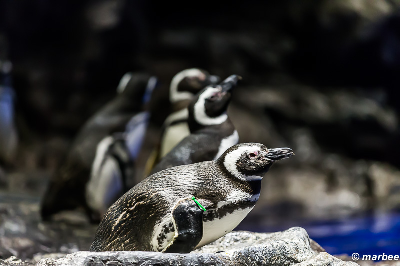 墨田水族館のペンギン