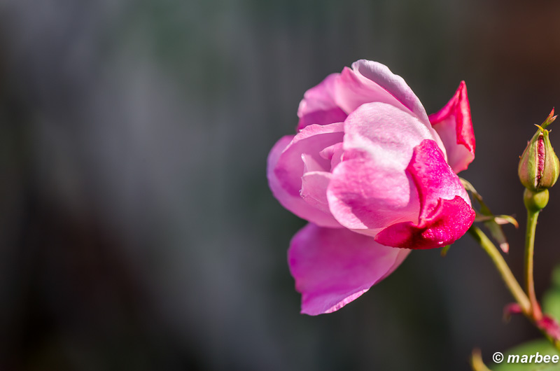 薔薇 ピンク色 多くの季節で楽しめる花