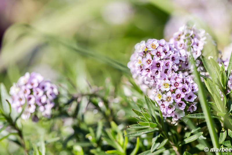 紫色の花 小さな春見つけた