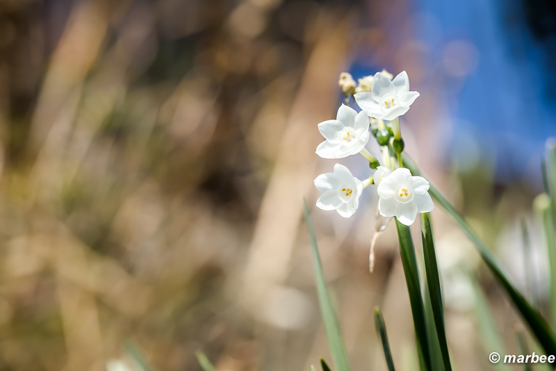 水仙 真っ白な種類もある