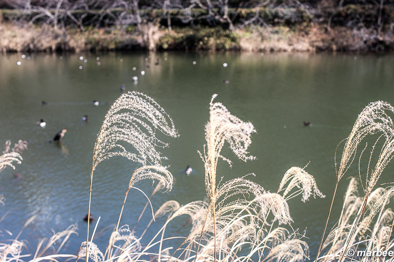 ススキ 穏やかな冬の一日