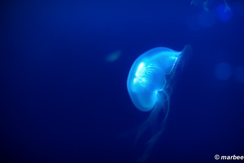 クラゲ ゆらりゆらりと漂っていたい