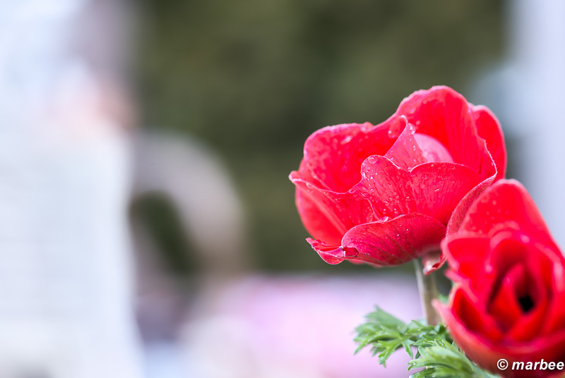 赤い薔薇 薔薇は冬でも楽しめる