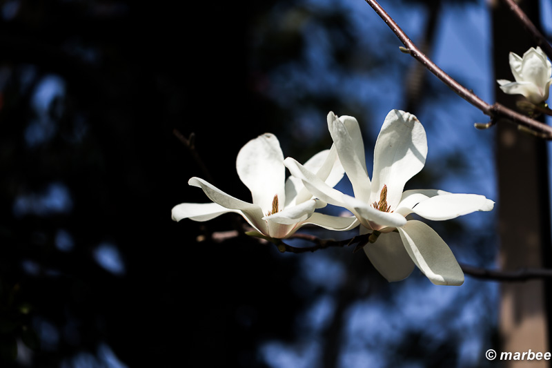 木蓮 桜より少し先に咲く。桜もうすぐだぁ！！