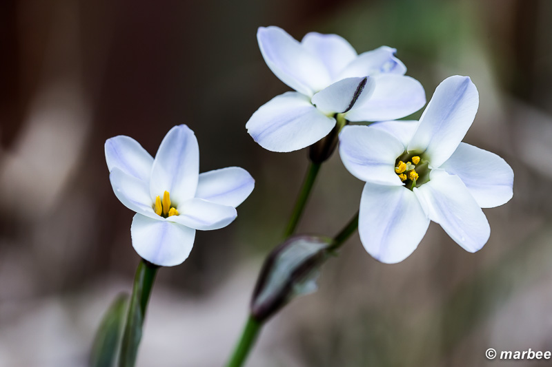 白色イモカタバミ 春 道端 元気に咲いている