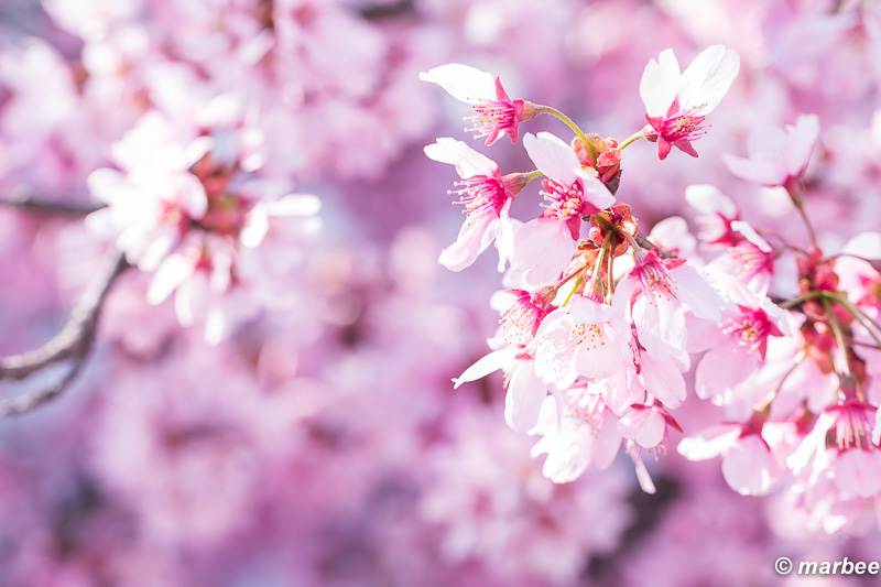 桜 染井吉野咲き始めましたヽ(=´▽`=)ﾉ
