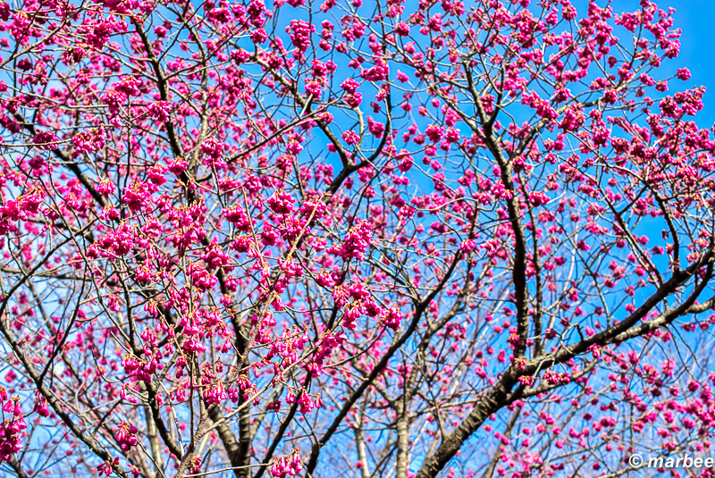 緋寒桜 もうすぐ桜のシーズンが始まる合図