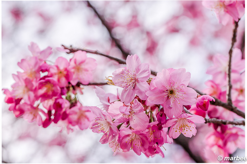 写真の中だけでも桜の気分に浸っていたい
