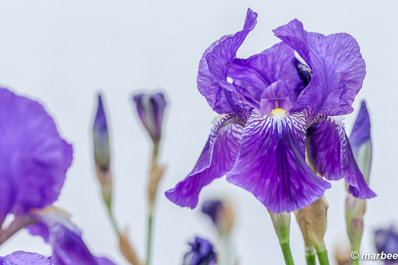 鳶尾 もう終わりかけてました。例年はまだと