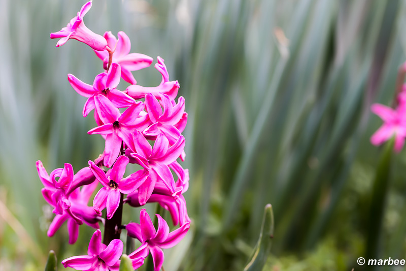 ヒアシンス 忘れられたかの様に足元に