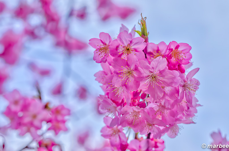 横浜緋桜 朱色が写真に映える