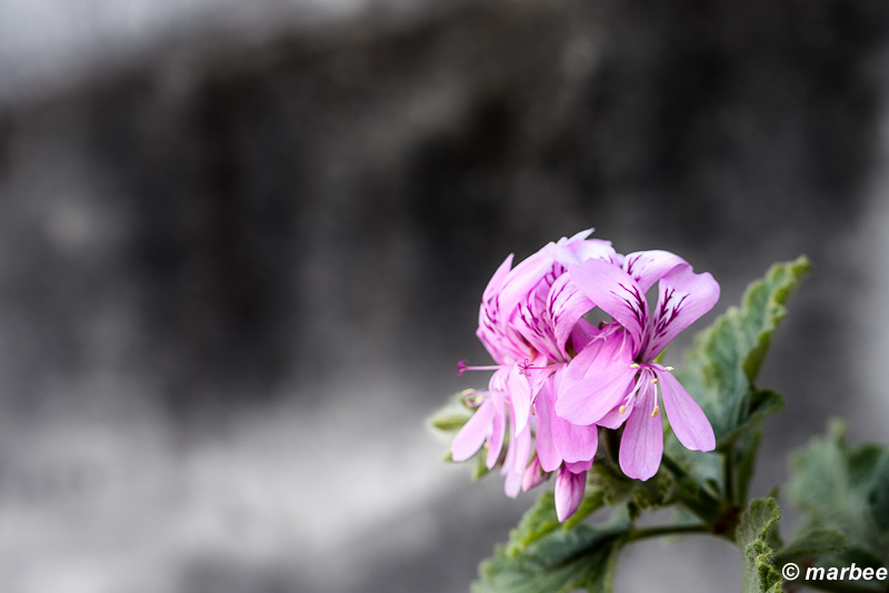 パインゼラニュウム 蚊よけの効果があるらしい