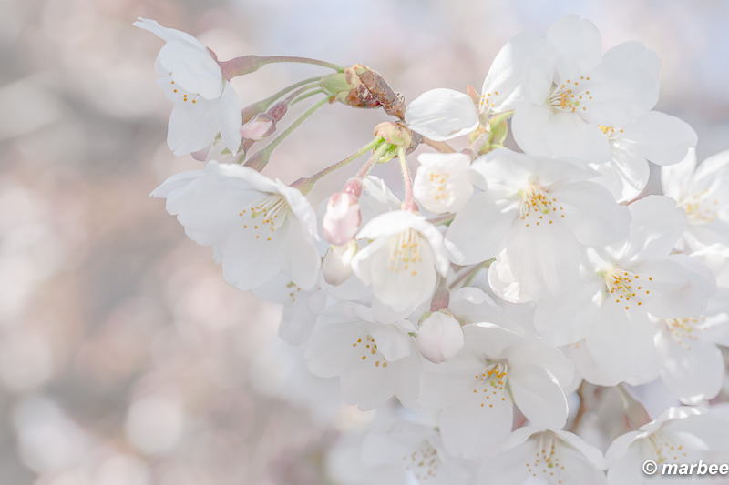 染井吉野 背景に溶け込むようにハイキーに