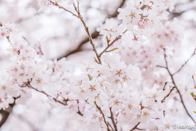 染井吉野 写真ではまだ楽しみたい