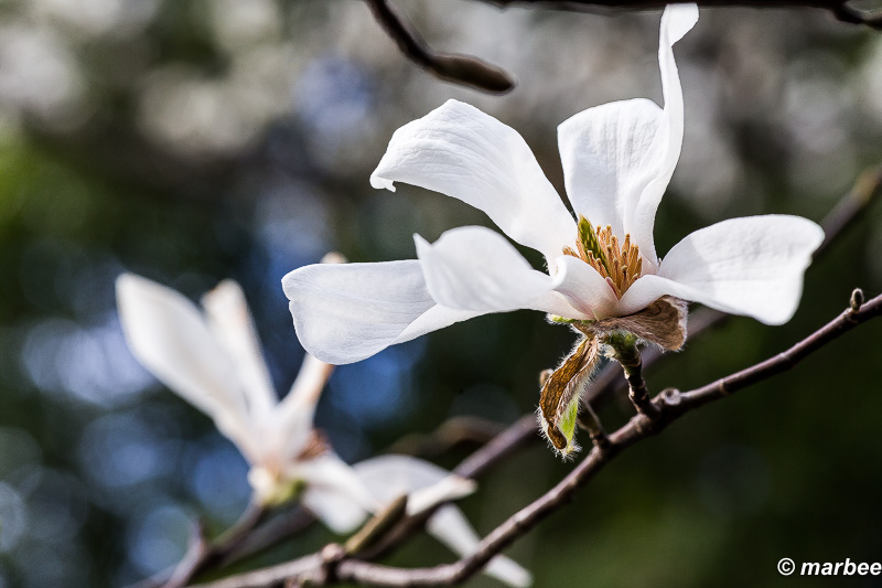 コブシ 終わりかけの木蓮にも見えるけど